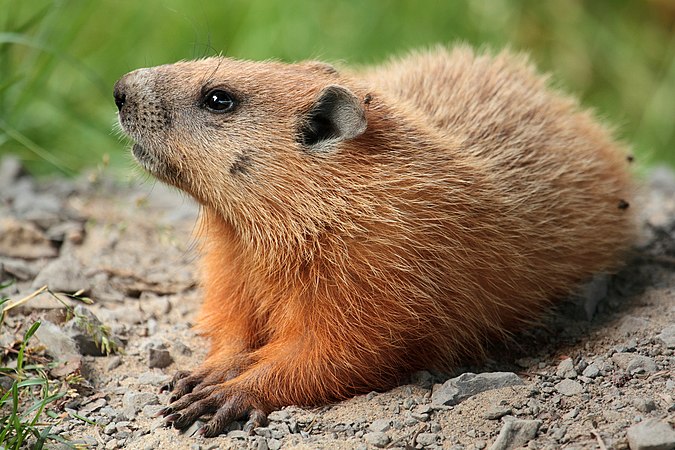 圖為加拿大魁北克市拉瓦爾大學校園裏的美洲旱獺（Marmota monax）。