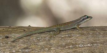 Un gecko diurne orné de l'île Maurice. (définition réelle 4 974 × 2 488)