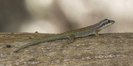 Mauritius ornate day gecko Phelsuma ornata Mauritius