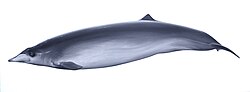 ピグミーオウギハクジラ