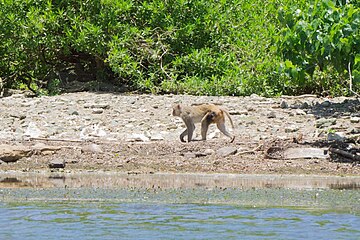 A monkey walks on the beach of Cayo Santiago
