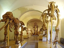 Les museums d'histoire naturelle jouent, avec les universités un rôle majeur dans la conservation des collections et leur présentation au public