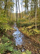 Unterlauf Roderbach