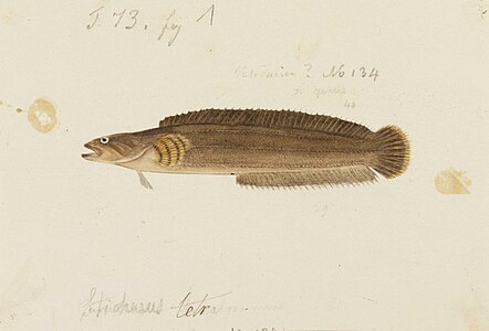 Ernogrammus is a genus of fish in the family Stichaeidae or pricklebacks.