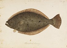 Центр биоразнообразия Naturalis - RMNH.ART.91 - Paralichthys olivaceus (Temminck and Schlegel) - Kawahara Keiga - 1823 - 1829 - Коллекция Зибольда - рисунок карандашом - water colour.jpeg