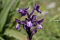 Anacamptis boryi[d] (IUCN)