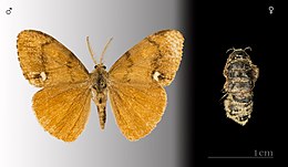 Orgyia antiqua male (left) and female (right) Orgyia antiqua MHNT.CUT.2012.0.356.Gieres.jpg