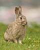 メニュ：ウサギ 解説：耳を立てるウサギ タイトル：お聞きください！
