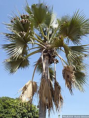 Canopy with fruit and weaver nests