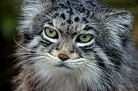 Pallas cat.JPG