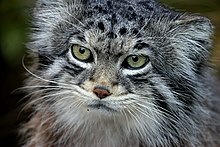 Pallas cats have round pupils like humans as opposed to slits like domestic cats