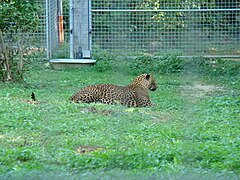 Sri-Lanka-Leopard (Panthera pardus kotiya)