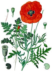 Coquelicot