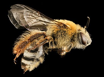 profile, female