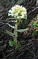 Weiße Pestwurz (Petasites albus)