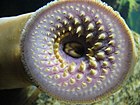 Lamprey mouth Petromyzon marinus.003 - Aquarium Finisterrae.JPG