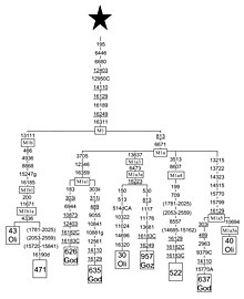 mtDNA haplogroup M1 Phylogenetic tree of mtDNA haplogroup M1.jpg