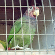 Pionus tumultuosus la Merced Zoo-2a-2.jpg