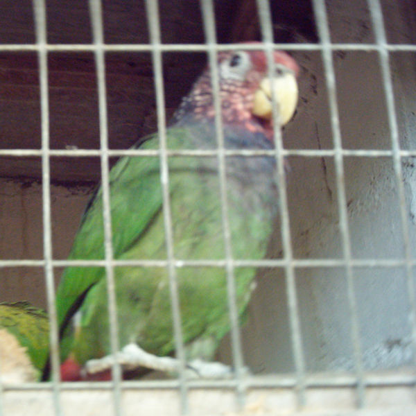 Ficheiro:Pionus tumultuosus -La Merced Zoo-2a-2.jpg