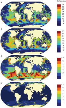 Marine mammal species richness: A) All species (n = 115), B) toothed whales (n = 69), C) baleen whales (n = 14), D) seals (n = 32), based on data from 1990 to 1999 Predicted patterns of marine mammal species richness.png
