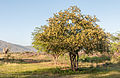 Prosopis juliflora