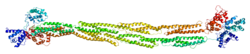 Protein ACTN1 PDB 1sjj.png