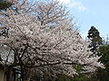 Pokok Ceri Jepun