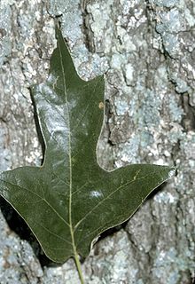 Quercus falcata leaf bark.jpg