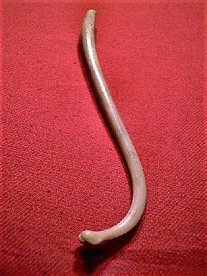 A raccoon penis bone. The baculum of a raccoon.