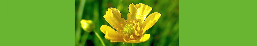 Ranunculus acris. Reader