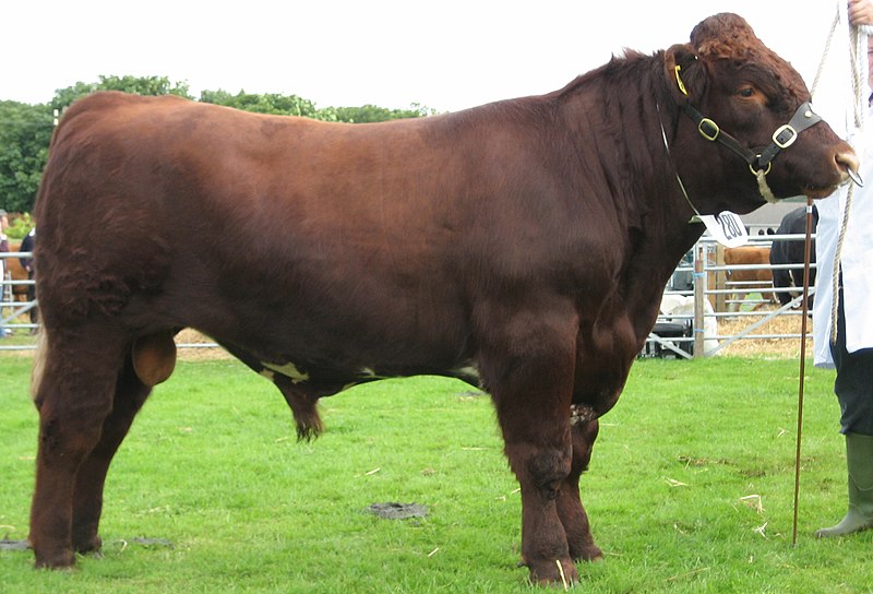 File:Red Shorthorn Bull IMG 0077.jpg