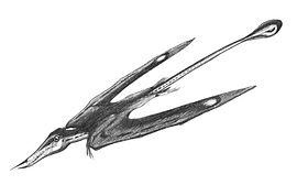 Ramforinko Rhamphorhynchus gemmingi