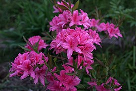 Rhododendron 'Rosy Lights'. Частный сад, Россия, Владимирская область