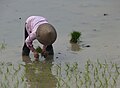 Repiquage du riz au nord de Hanoï