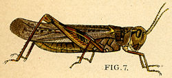 Melanoplus spretus piirroksessa vuodelta 1902.