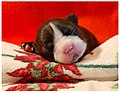 8 day old Boston Terrier(December 2006).