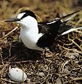 Rußseeschwalbe und ihr Nest