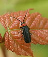 Soldier Beetle, Silis percomis