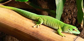 Madagaskarinpäivägekko (Phelsuma madagascariensis)