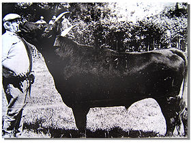 Image illustrative de l’article Camargue (race bovine)