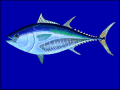 Thunnus thynnus