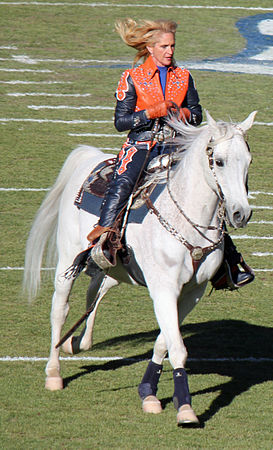 Thunder, mascot of the Denver Broncos American football team was brought to featured article status by fifth-place Montanabw (submissions).