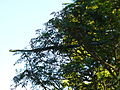 Picha ndogo ya toleo la 14:27, 7 Mei 2012