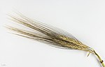 Miniatura para Triticum dicoccoides