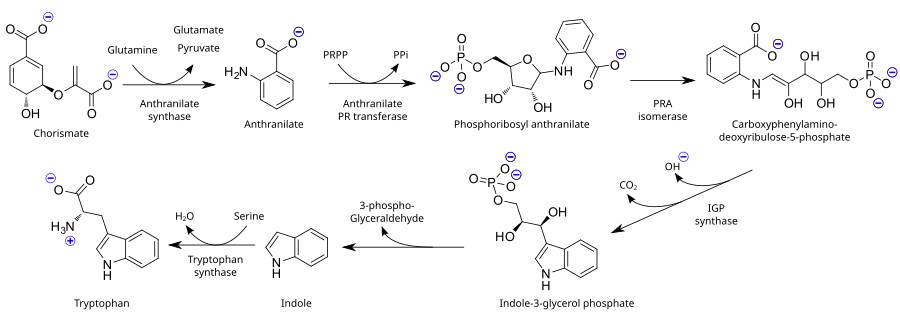 Biosyntéza tryptofanu (en). Svg