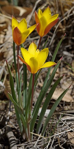 Description de l'image Tulipa clusiana chrysantha habit1.JPG.