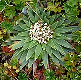 Valeriana rigida