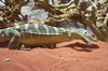 Spencers Waran (Varanus spenceri)