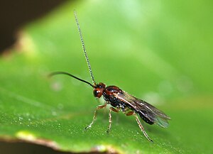 A parasitic wasp of the Braconidae family