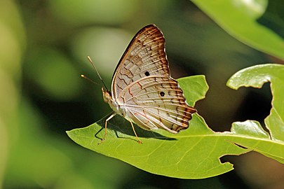 White peacock Anartia jatrophae jatrophae Trinidad and Tobago